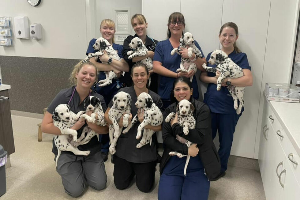 Reproductive vets near me