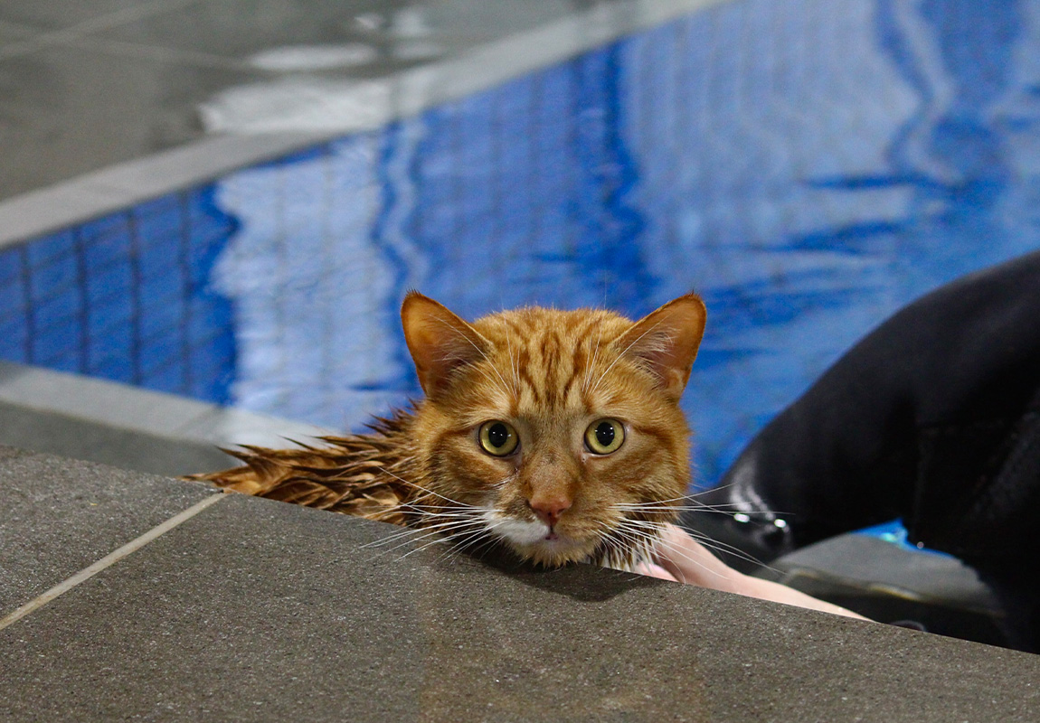 Noahs Crossing Vet - Cat Hydrotherapy