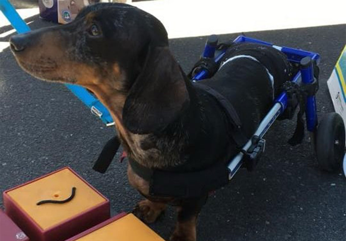 Noahs Crossing Vet - Daschy Wheelchair