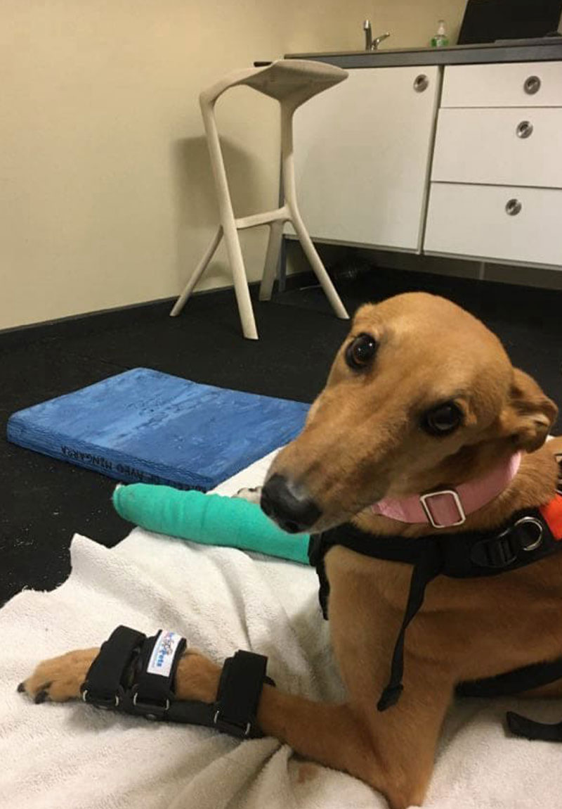 Noahs Crossing Vet - Hock Braces For Dogs