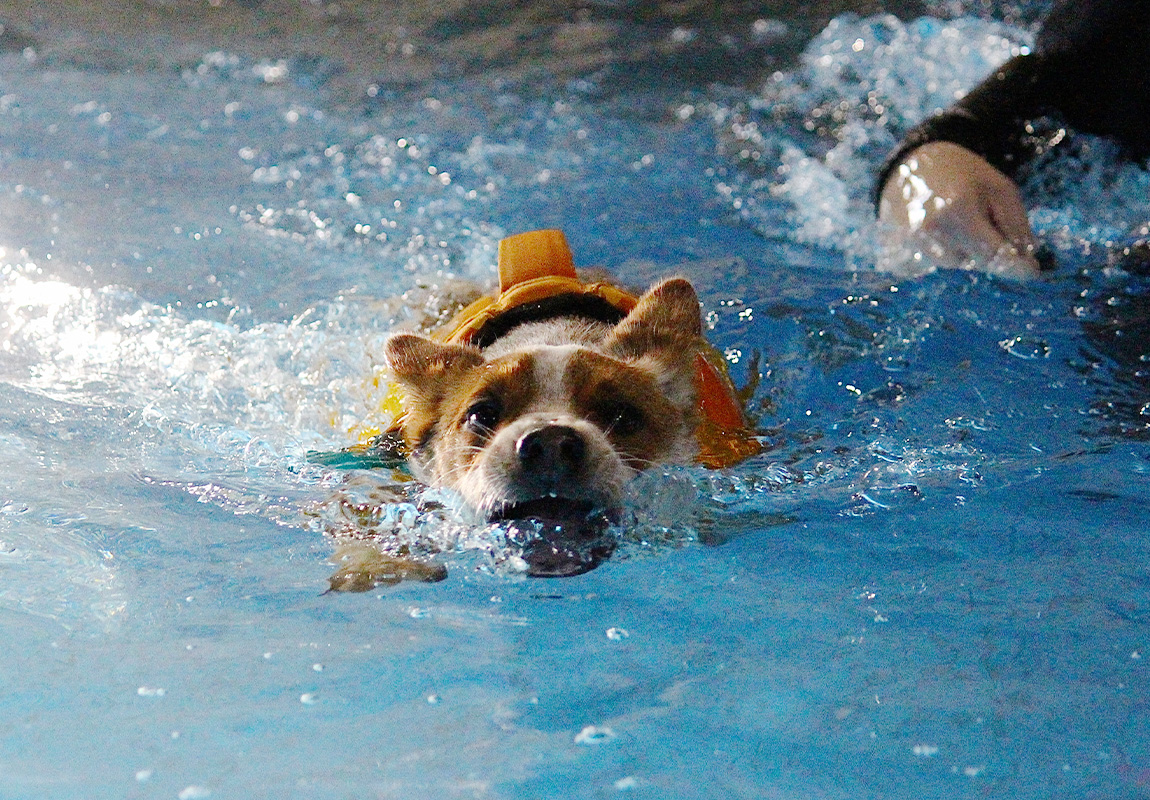 Noahs Crossing Vet - Hydrotherapy for Dogs