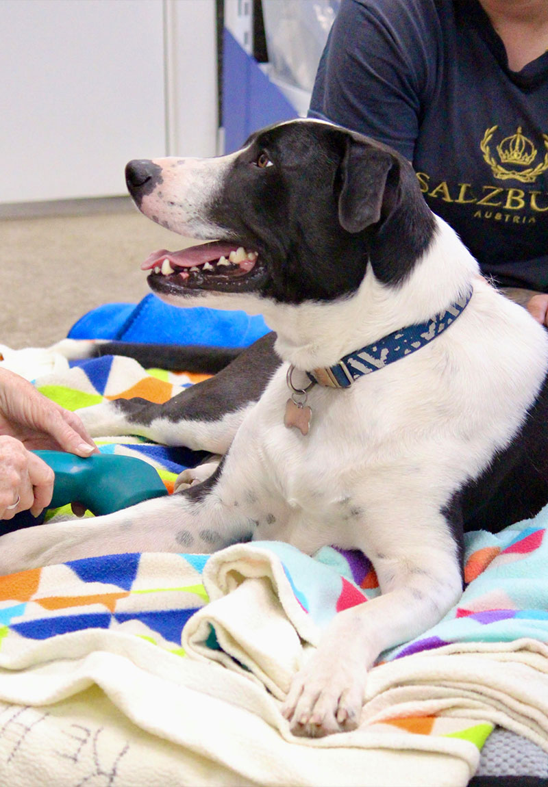 Noah's Crossing Vet - Laser Therapy For Pets