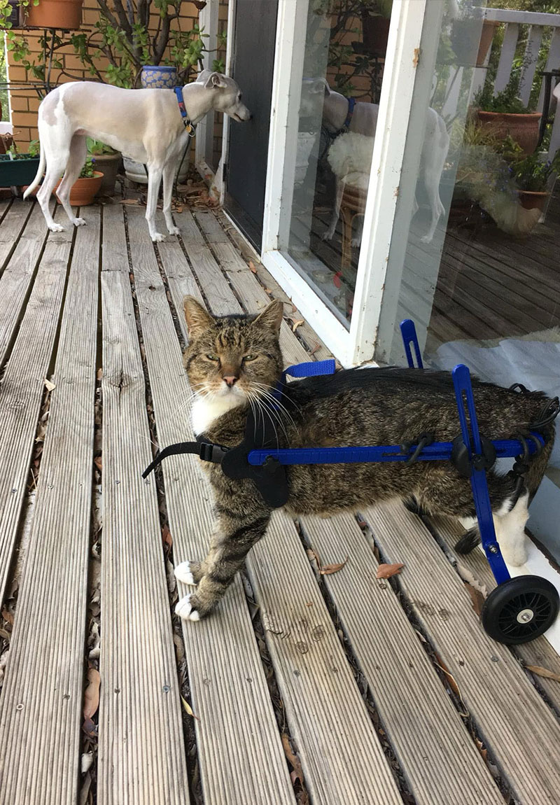 Noahs Crossing Vet - Mobility Wheels for Cats