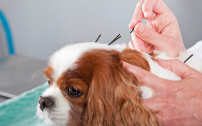 Acupuncture for Pets