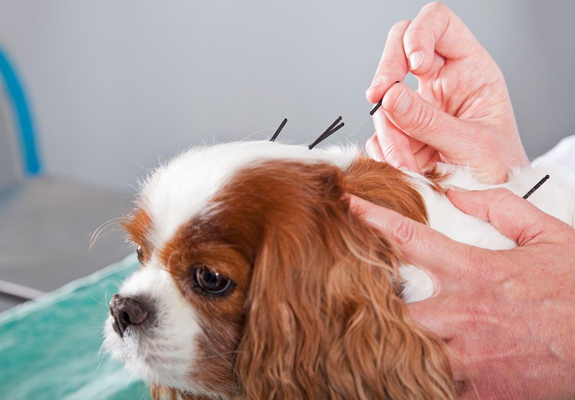 Noahs Crossing Vet - Pet Acupuncture