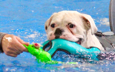 Pet Hydrotherapy