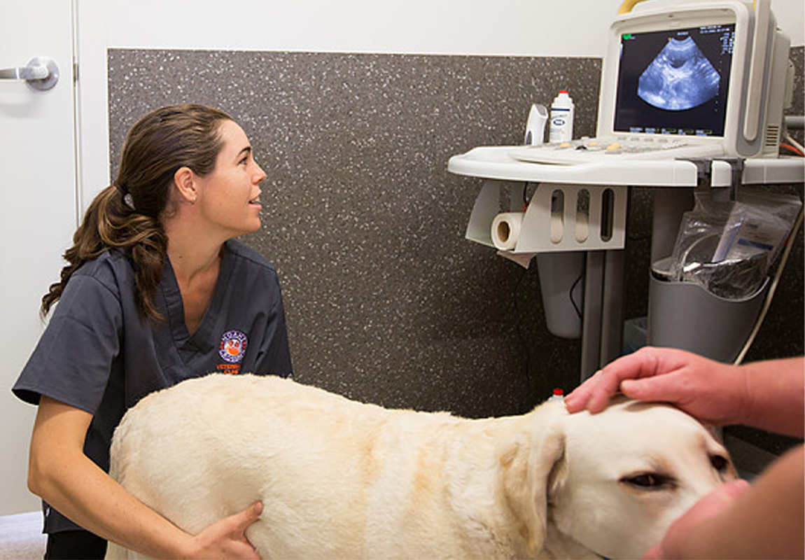 Noah's Crossing Vet - Pet Surgery & Imaging Services